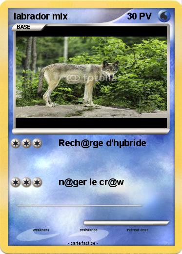 Pokemon labrador mix