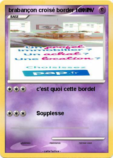 Pokemon brabançon croisé border terrier