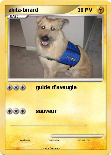 Pokemon akita-briard