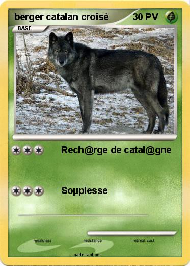 Pokemon berger catalan croisé