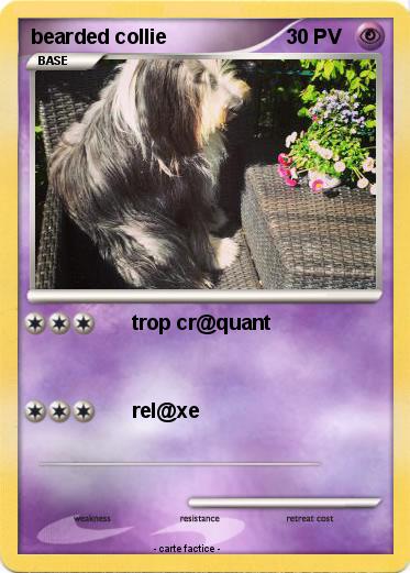 Pokemon bearded collie