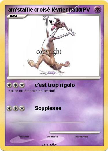 Pokemon am'staffie croisé lévrier italien