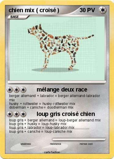 Pokemon chien mix ( croisé )