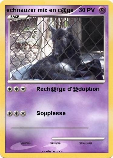Pokemon schnauzer mix en c@ge