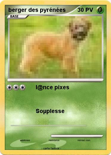 Pokemon berger des pyrénées