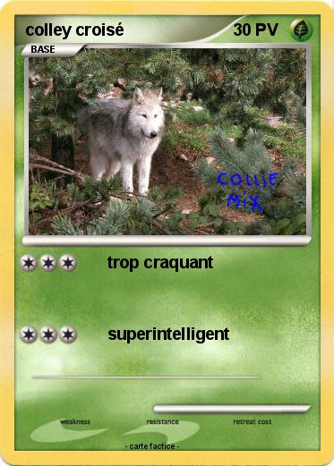 Pokemon colley croisé