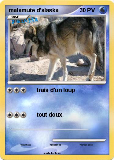 Pokemon malamute d'alaska