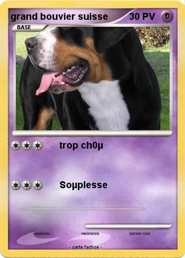 Pokemon grand bouvier suisse
