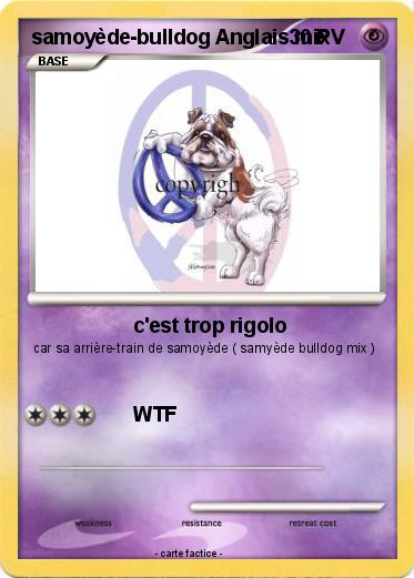 Pokemon samoyède-bulldog Anglais mix