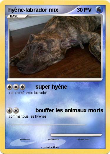 Pokemon hyène-labrador mix
