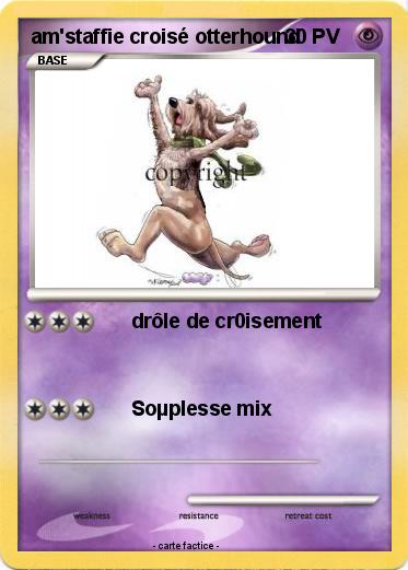 Pokemon am'staffie croisé otterhound