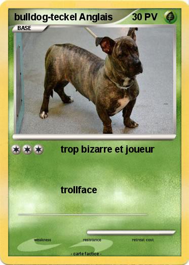 Pokemon bulldog-teckel Anglais