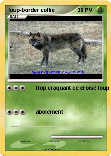 Pokemon loup-border collie