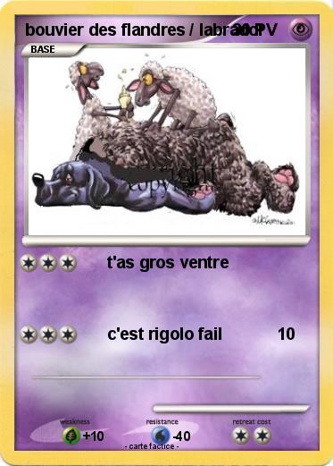Pokemon bouvier des flandres / labrador