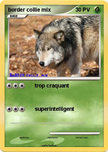 Pokemon border collie mix