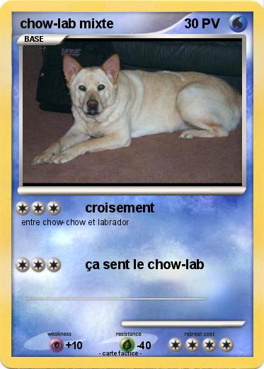Pokemon chow-lab mixte