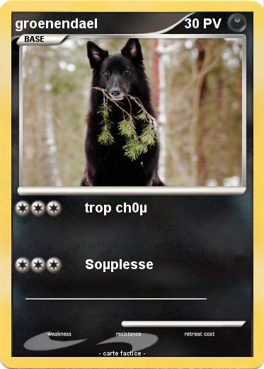 Pokemon groenendael