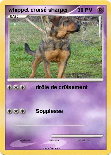 Pokemon whippet croisé sharpeï