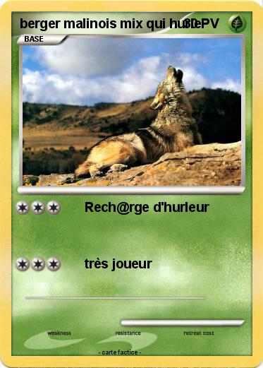 Pokemon berger malinois mix qui hurle