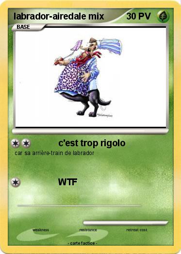 Pokemon labrador-airedale mix