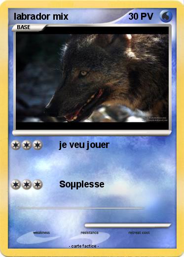 Pokemon labrador mix