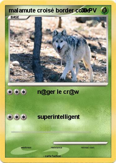 Pokemon malamute croisé border collie