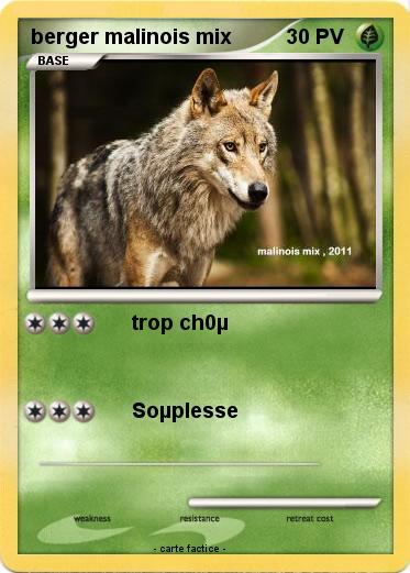 Pokemon berger malinois mix
