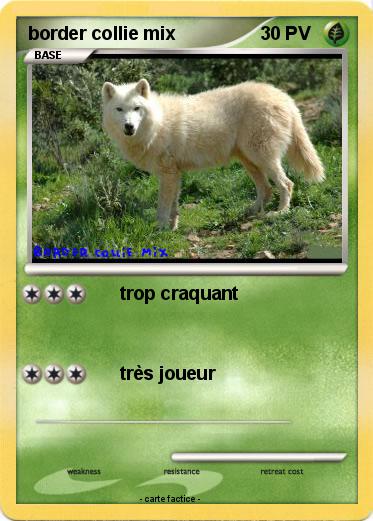 Pokemon border collie mix