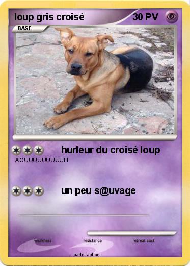 Pokemon loup gris croisé