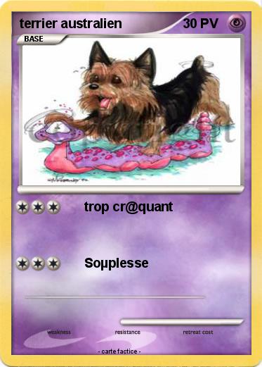 Pokemon terrier australien