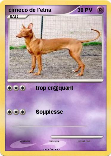 Pokemon cirneco de l'etna