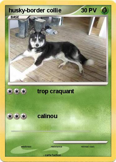 Pokemon husky-border collie