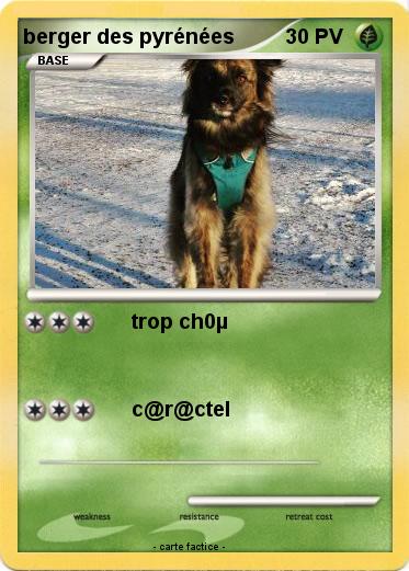 Pokemon berger des pyrénées