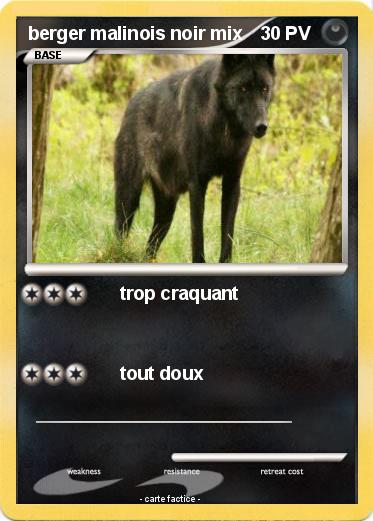Pokemon berger malinois noir mix
