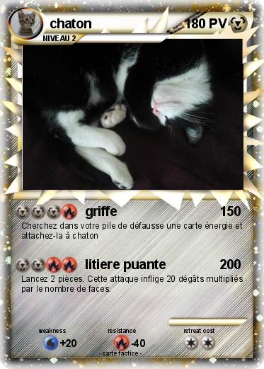 Pokemon chaton