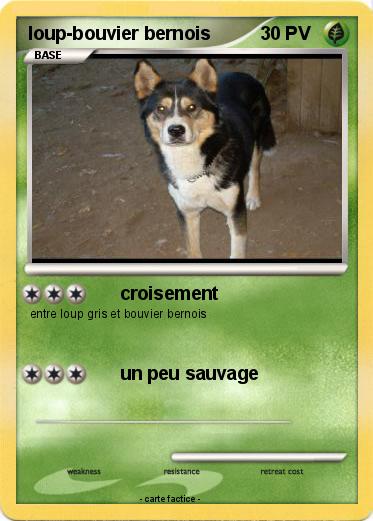 Pokemon loup-bouvier bernois