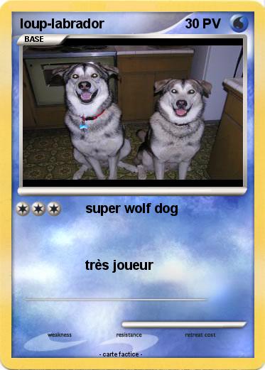 Pokemon loup-labrador