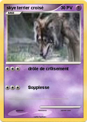 Pokemon skye terrier croisé