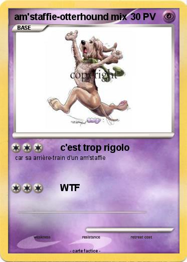 Pokemon am'staffie-otterhound mix