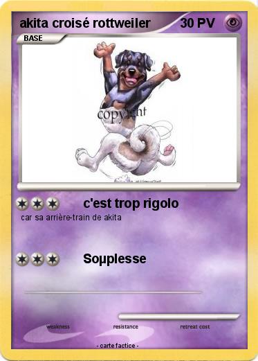Pokemon akita croisé rottweiler