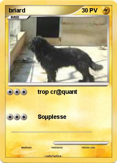 Pokemon briard