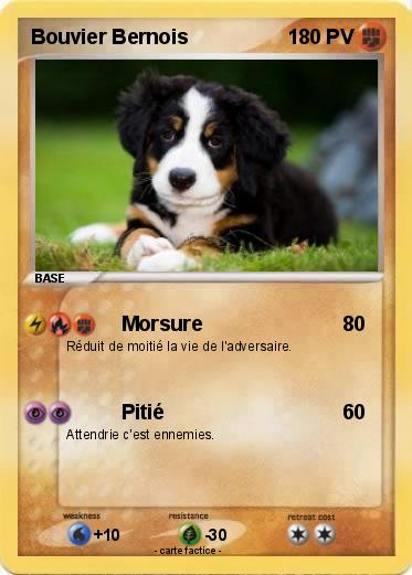 Pokemon Bouvier Bernois