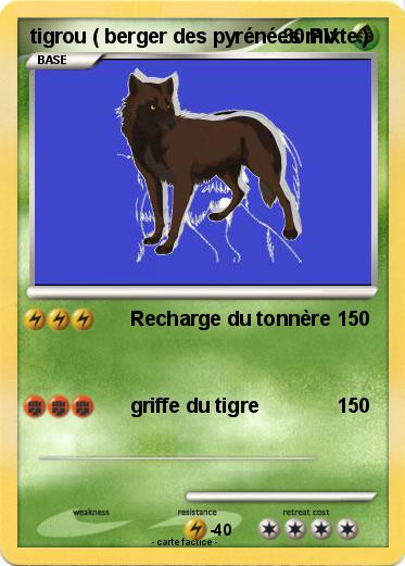 Pokemon tigrou ( berger des pyrénées mixte )