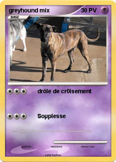 Pokemon greyhound mix