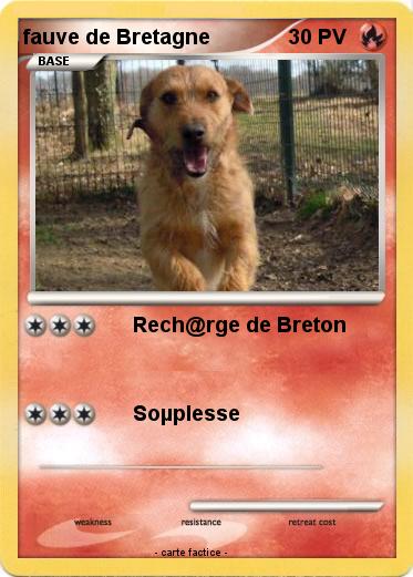 Pokemon fauve de Bretagne