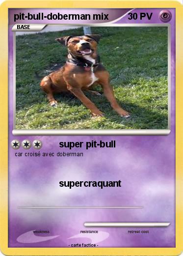 Pokemon pit-bull-doberman mix