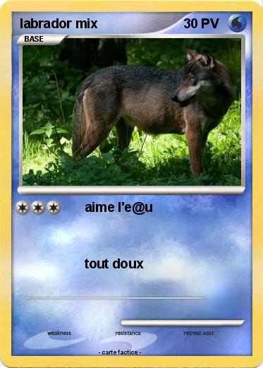 Pokemon labrador mix