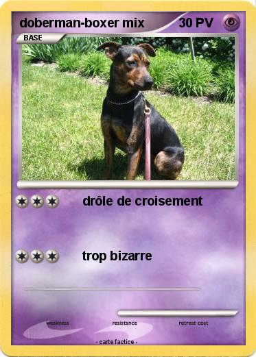 Pokemon doberman-boxer mix