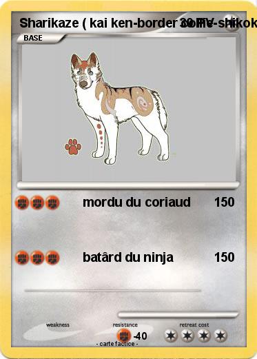 Pokemon Sharikaze ( kai ken-border collie-shikoku mix )