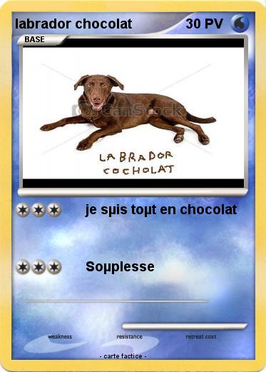 Pokemon labrador chocolat